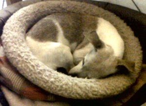 Our 15 yr old Jack Russell, Kirsty's pal, now slowly fading. 