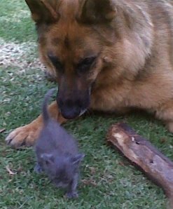 Dogs and Cat Can Be Friends